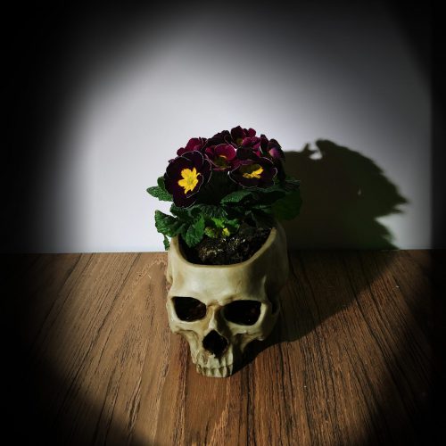 Replika ludzkiej czaszki mała doniczka