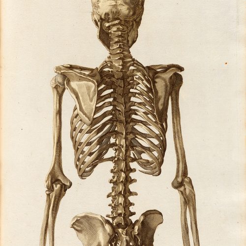 Plakat ludzki szkielet #4