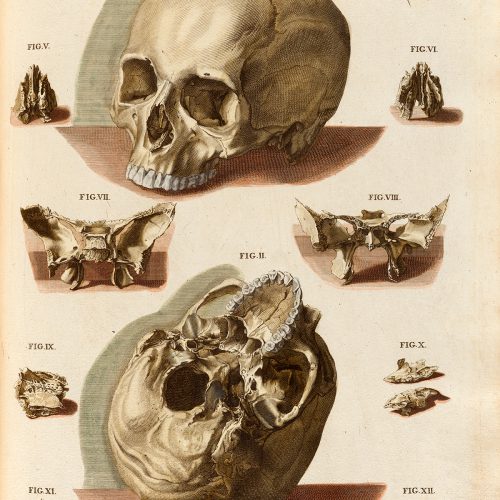 Plakat ludzka czaszka #3