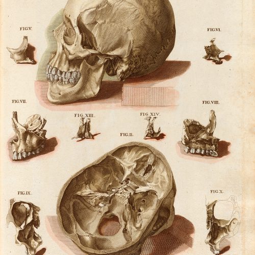 Plakat ludzka czaszka #1