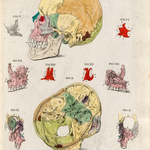 Plakat ludzka czaszka #5