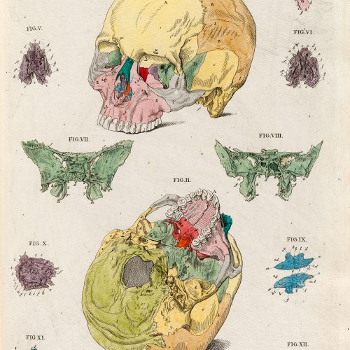 Plakat ludzka czaszka #4