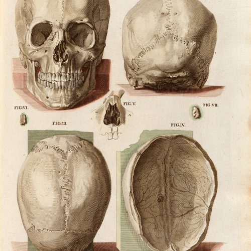 Plakat ludzka czaszka #2